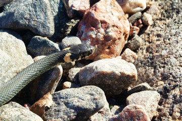 Common Grass-snake (Natrix natrix) from the East Baltic sea coast, where the main biotope is...