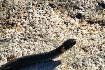Common Grass-snake (Natrix natrix) from the East Baltic sea coast, where the main biotope is...