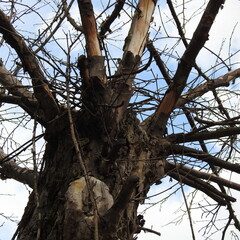 dead tree in winter