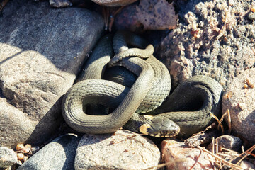 Common Grass-snake (Natrix natrix) from the East Baltic sea coast, where the main biotope is...