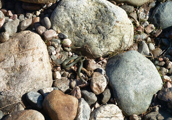 Common Grass-snake (Natrix natrix) from the East Baltic sea coast, where the main biotope is...