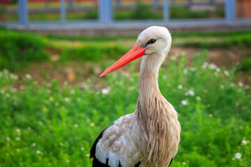 White stork's are a large member of the Stork family with white and black feathers