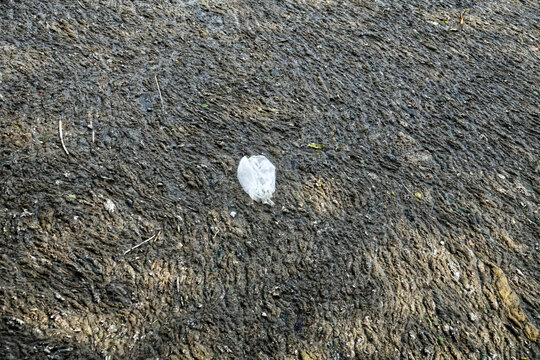 Plant residues that had gathered on surface of water into carpet. Dead alga, macrophytes and various organic pollutants on lake during winter. Contamination of water, eutrophication, calefaction