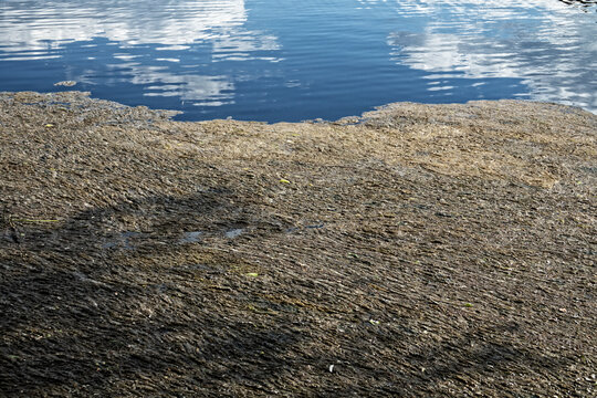 Plant residues that had gathered on surface of water into carpet. Dead alga, macrophytes and various organic pollutants on lake during winter. Contamination of water, eutrophication, calefaction
