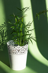 Hamedoreya in white pots.Shadows from sunlight on a green background. Concept of home gardening and stress relief. Close-up, selective focus, vertical frame.