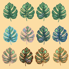 A set of Monstera leaves