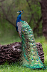 Male Peacock on log