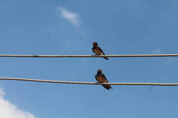 The image of the bat bird on the electrical wires in the open air