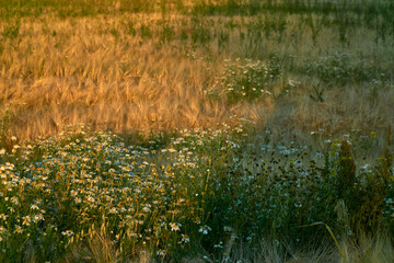 Flowers in the fields of golden rye in the rays of the setting sun