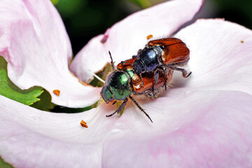 Insekty makro
