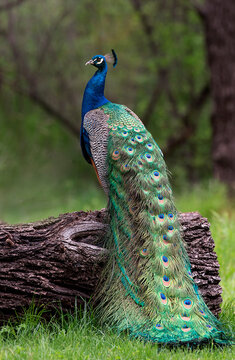 Male Peacock on log