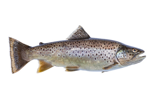 Brown trout isolated on white background