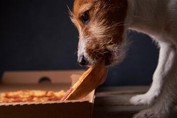 Jack russell terrier puppy eat pizza. Unhealthy food and dog. Pet nutrition