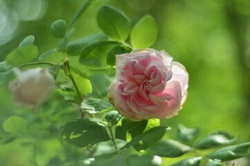Obraz premium pink rose in garden