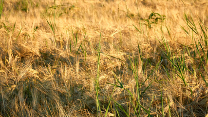 Golden ears of rye in the rays of the setting sun on the fields in the Voronezh region