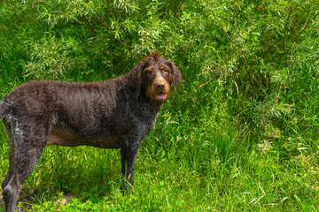 overweight old drahthaar dog for a walk