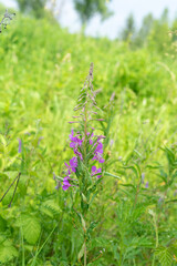 Blooming Ivan Tea in the Wild