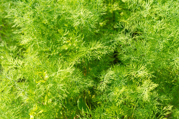 thickets of fresh dill in the garden