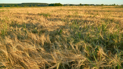 Golden ears of rye in the rays of the setting sun on the fields in the Voronezh region
