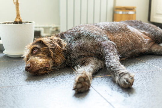 a large overweight hunting drahthaar dog lies on the floor of the house