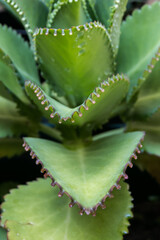 Bryophyllum Daigremontianum commonly called Mother of Thousands, Alligator Plant, Mexican Hat Plant