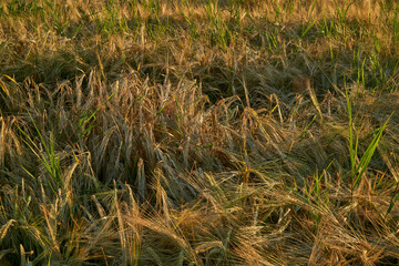 Fototapeta premium Golden ears of rye in the rays of the setting sun on the fields in the Voronezh region