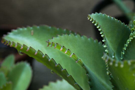 a perfect wallpaper with these amazing green leaves