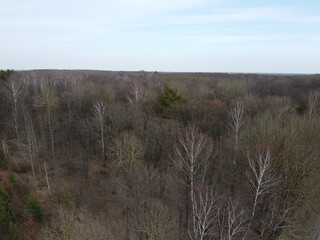 Leafless trees in the forest in the late evening, aerial view. Landscape.