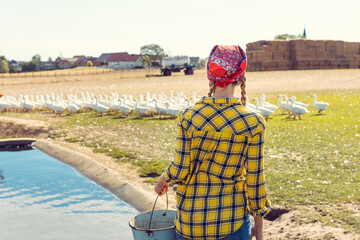 Naklejka premium Farmer and farm animals, geese on a meadow