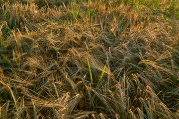 Golden ears of rye in the rays of the setting sun on the fields in the Voronezh region