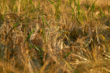 Golden ears of rye in the rays of the setting sun on the fields in the Voronezh region