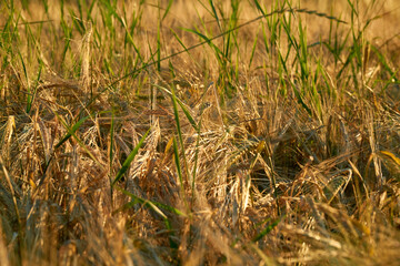 Golden ears of rye in the rays of the setting sun on the fields in the Voronezh region