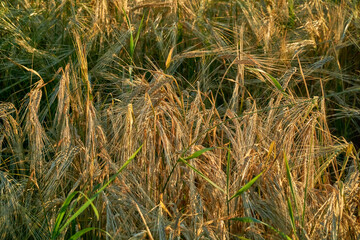 Golden ears of rye in the rays of the setting sun on the fields in the Voronezh region