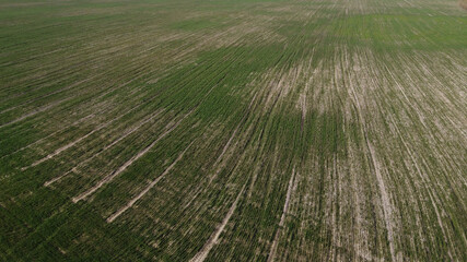 Cereal shoots on a farm field, aerial view. Sprouts in the field as a background.