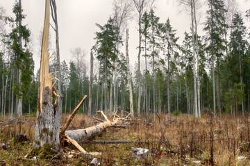 Forestry, bionomics. Windthrow and snag. Old reproductive aspens were left in this clearing, but...