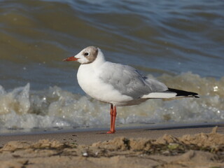 Juvenile black-headed gull (Chroicocephalus ridibundus) at the seaside, Gdansk, Poland