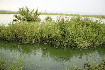 Obraz premium paisaje de agua y flores silvestres