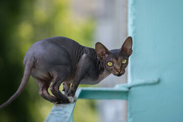 Sphynx cat sitting on the railing of the balcony, closeup portrait.