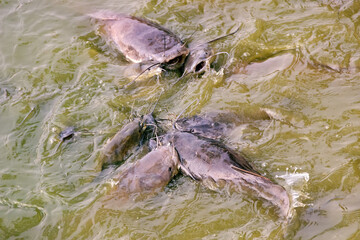 Walking catfish (Clarias batrachus) feed on the surface of very muddy water, oxygen-poor habitats....