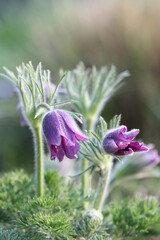 Pasque Flower - Pulsatilla Vulgaris in macro shot