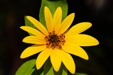 Bright yellow mini sunflower bloom macro close up in sunshine with soft focus background. Yellow flower blossom in nature.