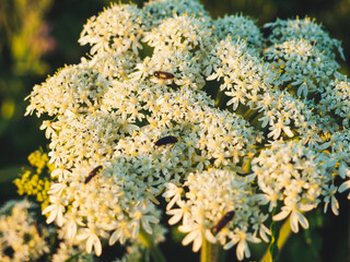 bugs on white flowers