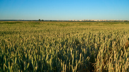 Golden ears of rye in the rays of the setting sun on the fields in the Voronezh region