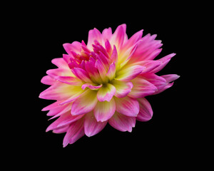 Dahlia Flower beautiful nature close-up concept ideas. Isolated on black background clipping path
