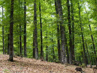 Fototapeta premium Chestnuts in the tiemblo