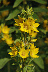 Gelb blühende Blüten und Blumen im Garten, Juli, August, Fokus auf den Vordergund