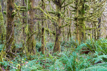 Moss covered trees in a rain forest in Missouri Bend Recreation Site Oregon, USA