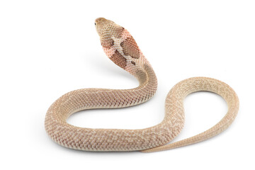 The Chinese cobra isolated on white background