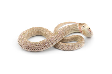 The Chinese cobra isolated on white background