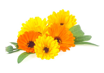 Marigold flowers with green leaves isolated on a white background. Calendula flower. Calendula officinalis.